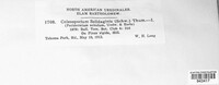 Coleosporium asterum image